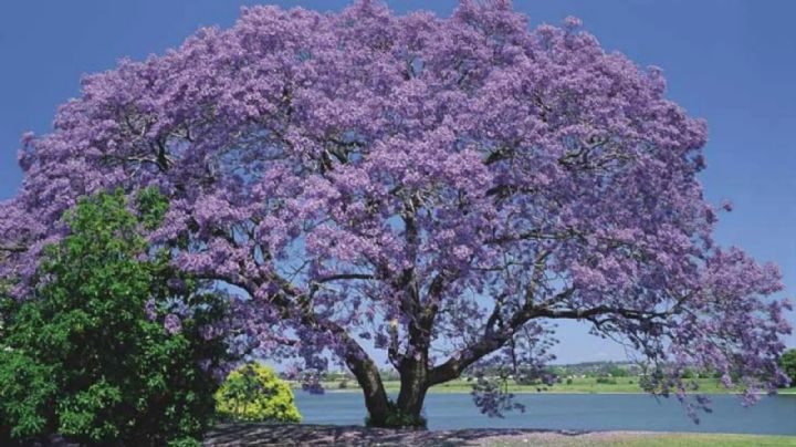¿Buscas sombra rápida y muchas flores? Este árbol es el secreto mejor guardado de los jardineros